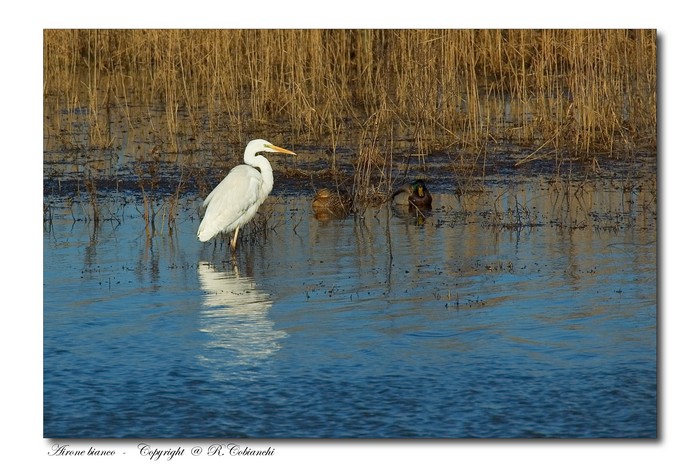 Airone bianco maggiore - Casmerodius albus